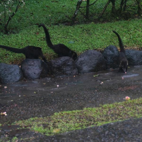 Коати