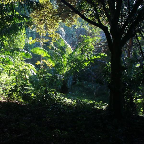 Drake trail