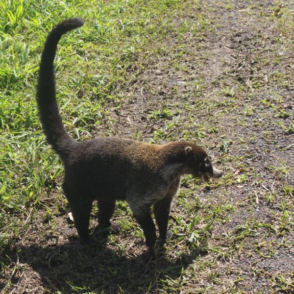 Коати