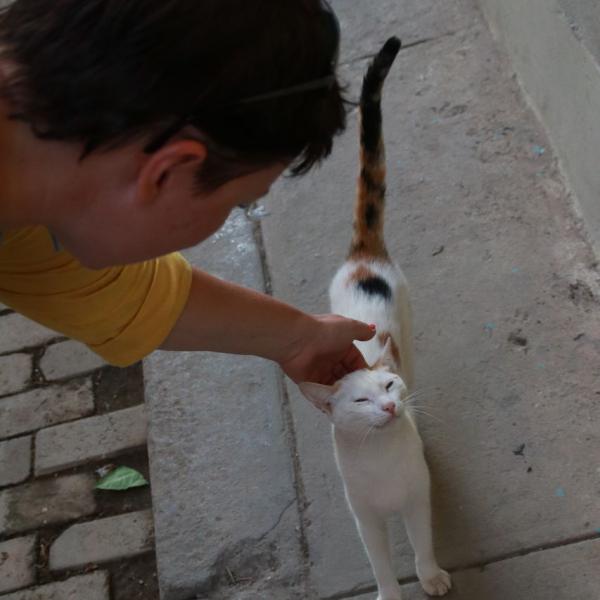 Гаванский котэ