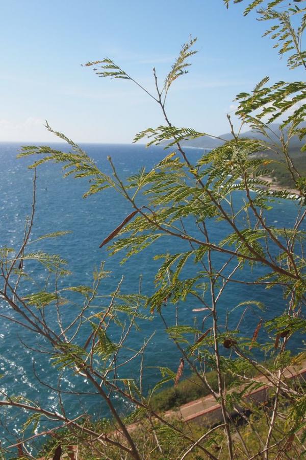 Карибское море
