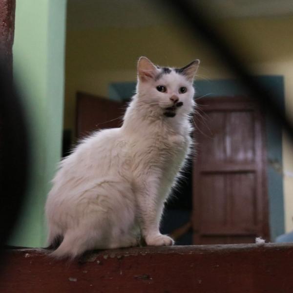 Вечерний котэ
