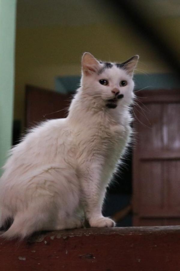 Вечерний котэ