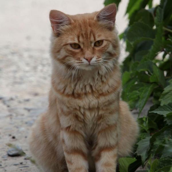 Элистинский кот)