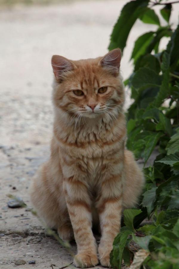 Элистинский кот)