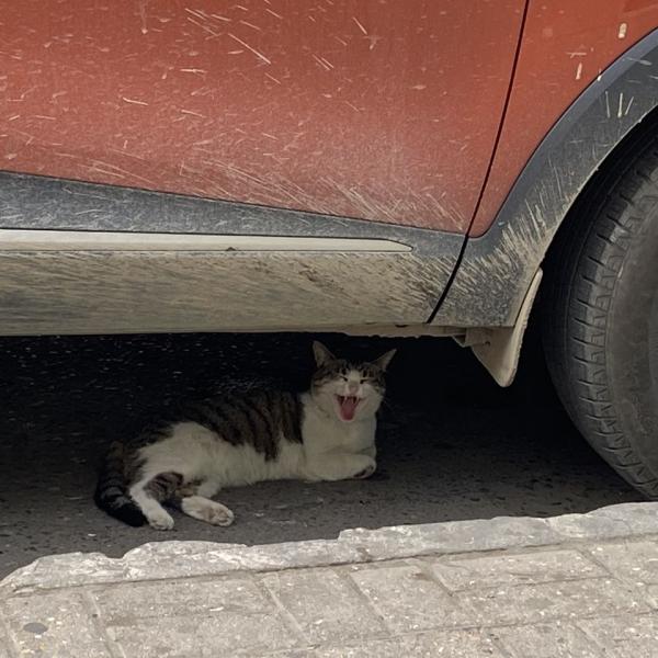 Котэ в Махачкале