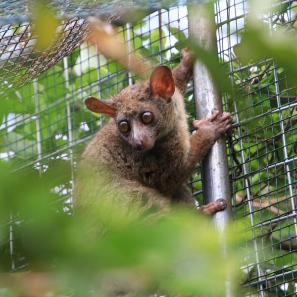 Bush baby галаго