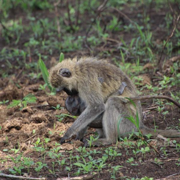 Напоследок: velvet monkeys
