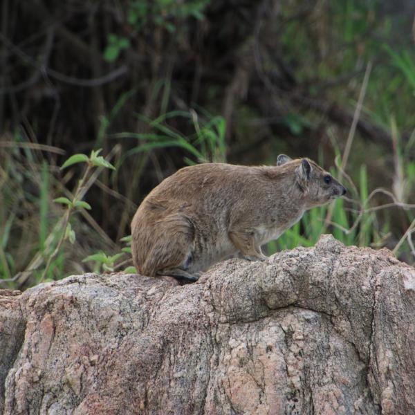 А это родственник слона - даман, он же пимби, он же hyrax