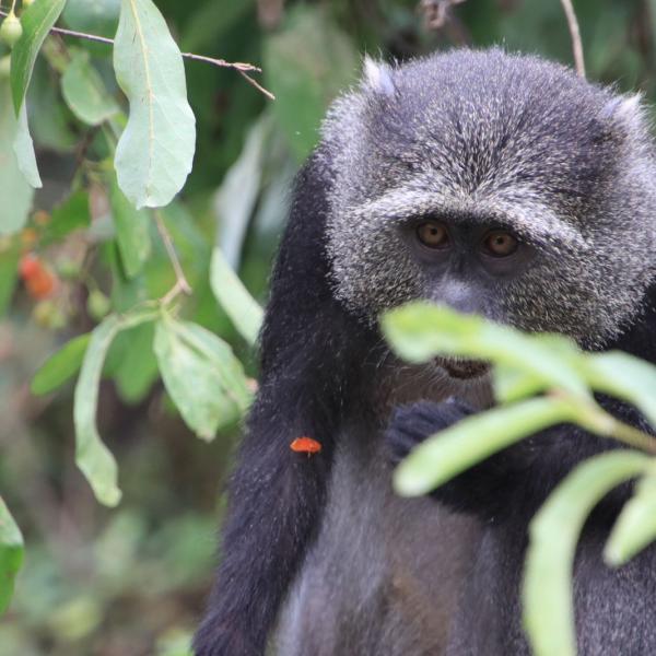 Грустный и жемчужный: blue monkey