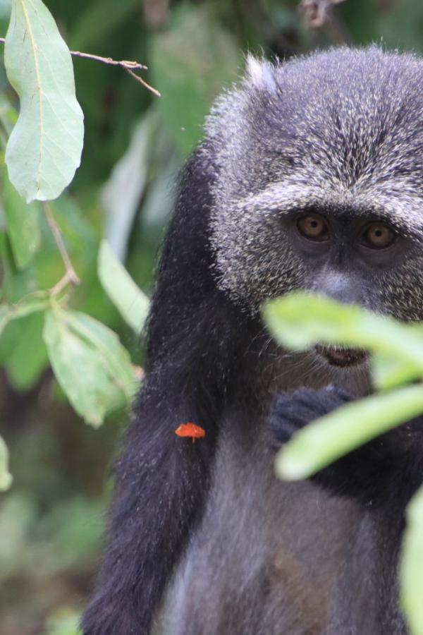 Грустный и жемчужный: blue monkey