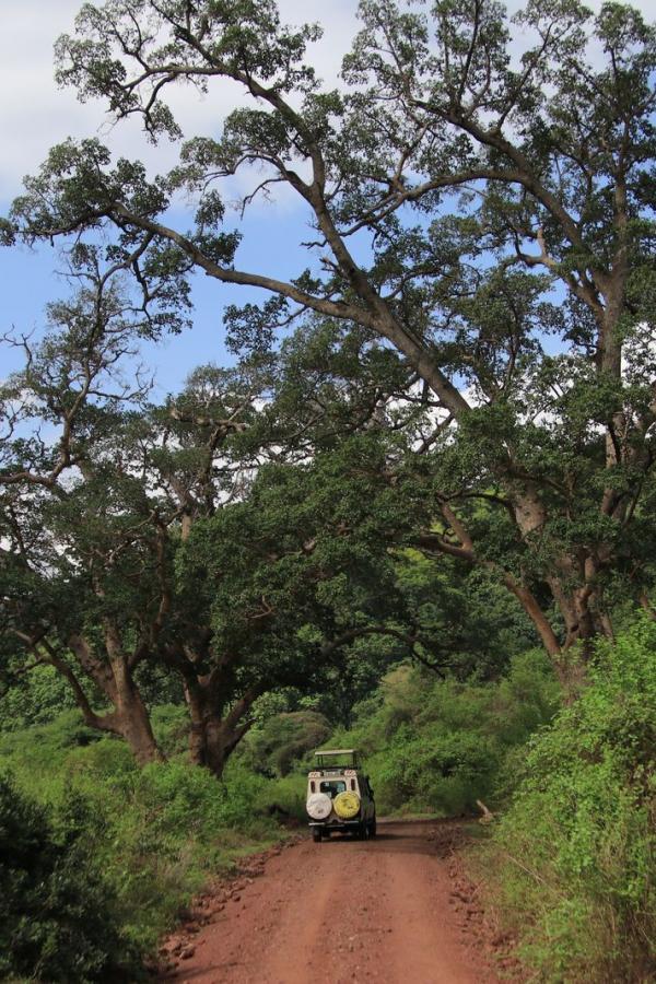 Пейзаж парка Lake Manyara