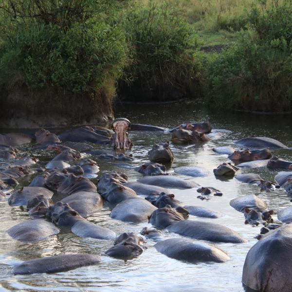 Hippo pool