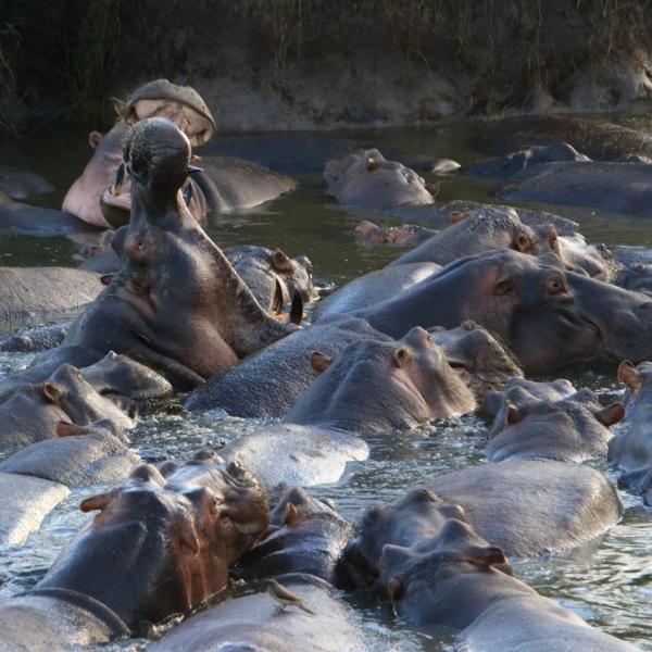 Happy hippo
