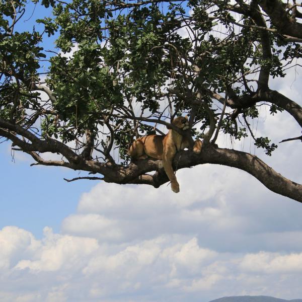 Точнее, lioness
