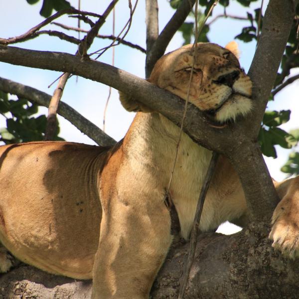Lying lion