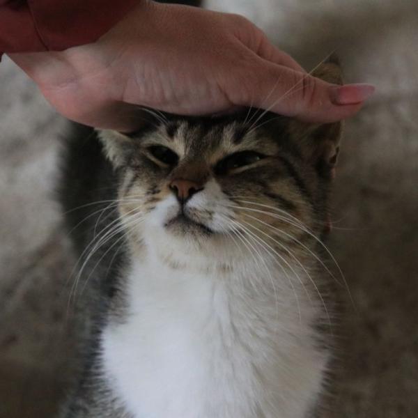Султанский кот