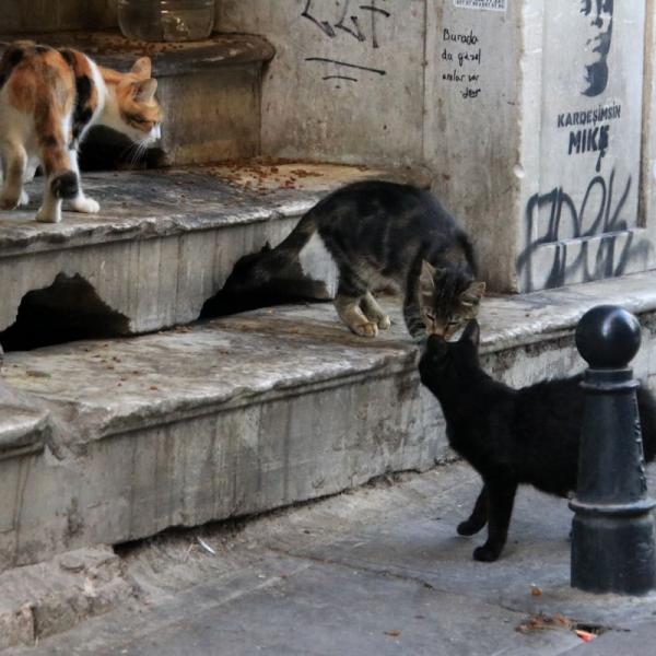 Коты!!!