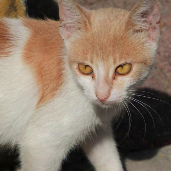 Фенерский кот
