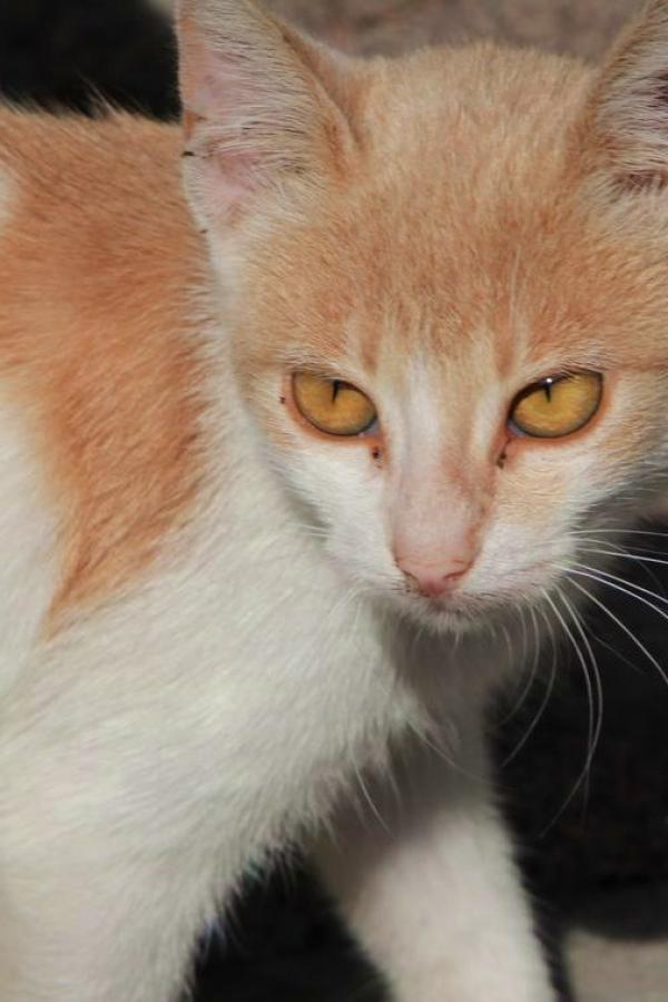 Фенерский кот