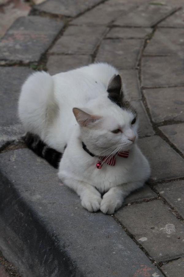 А коты какие!)