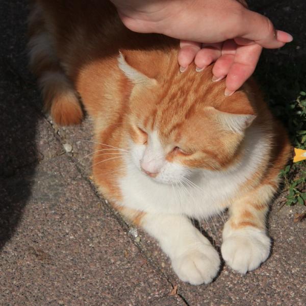 Балатский кот))
