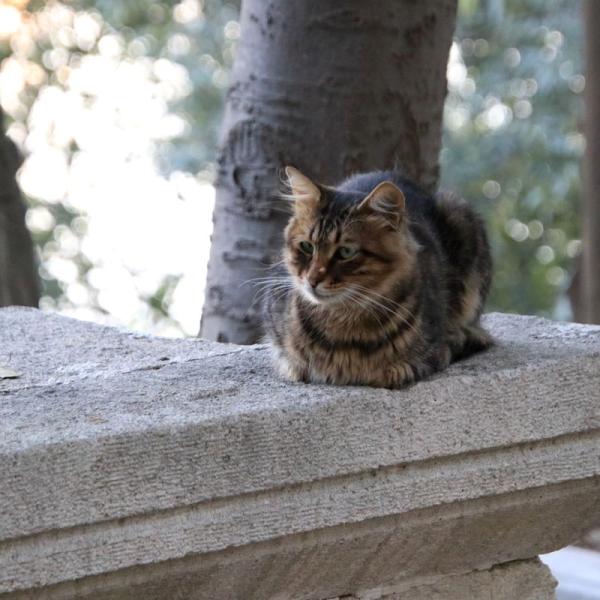 С котами, конечно!)