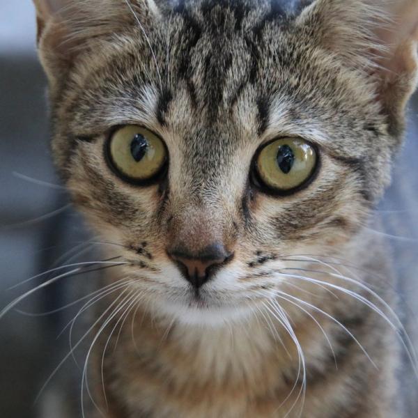 Котики Стамбула