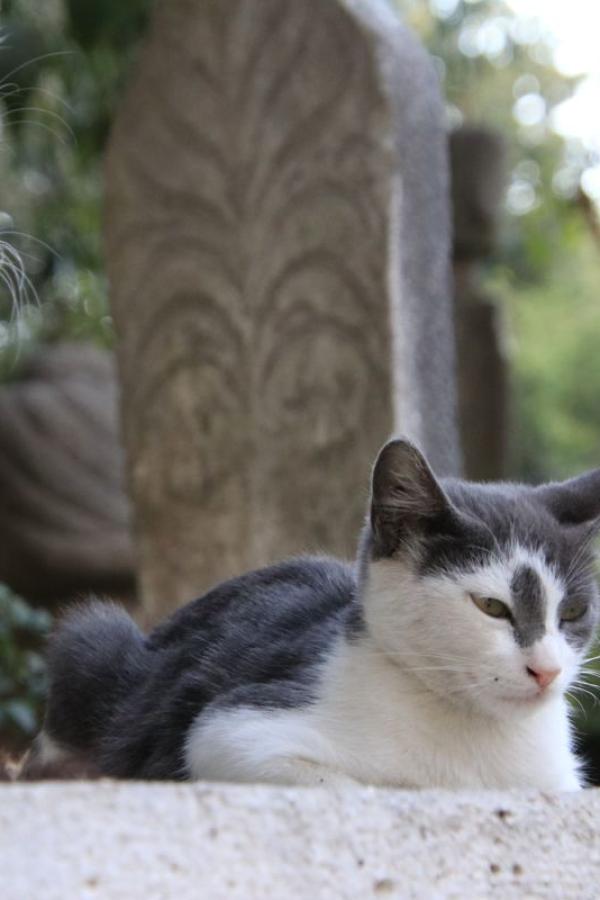 Котики Стамбула