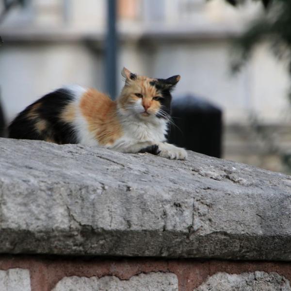 Котики Стамбула