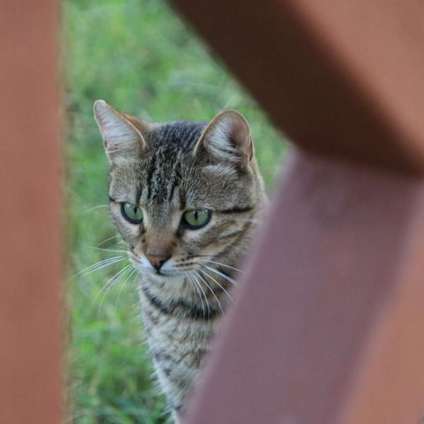 И кот. Без кота и жизнь не та)