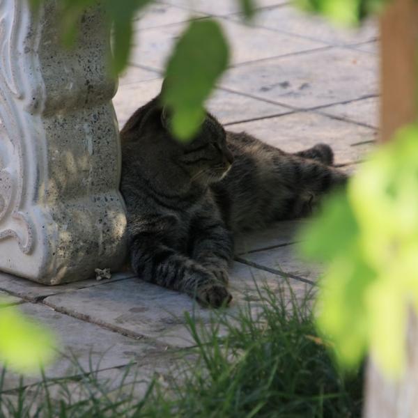 Бухарские котэ