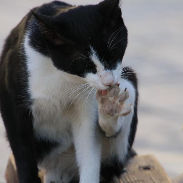 Бухарские котэ