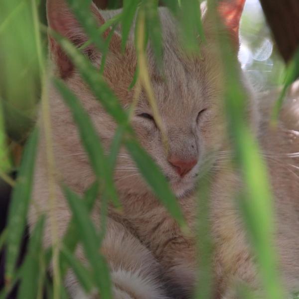 Бухарские котэ