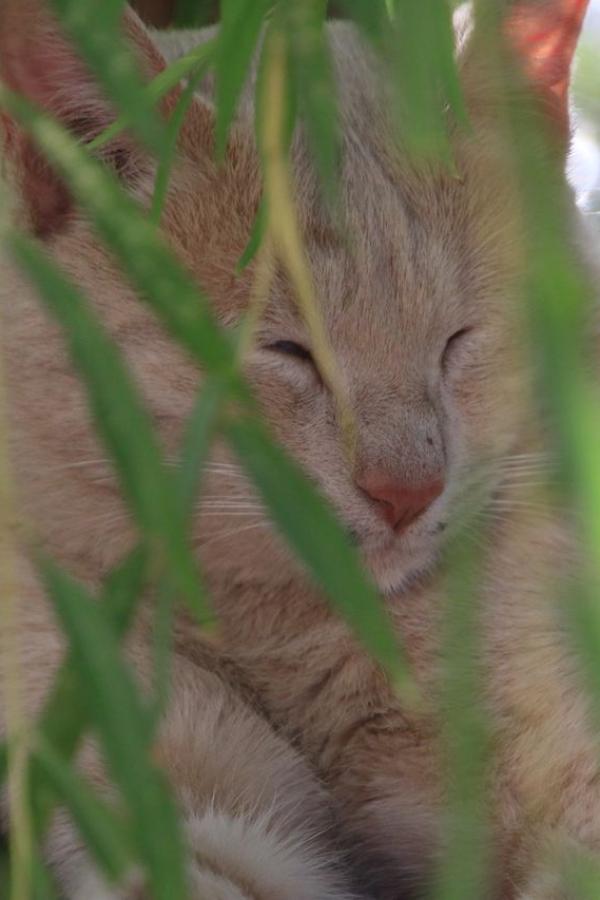 Бухарские котэ