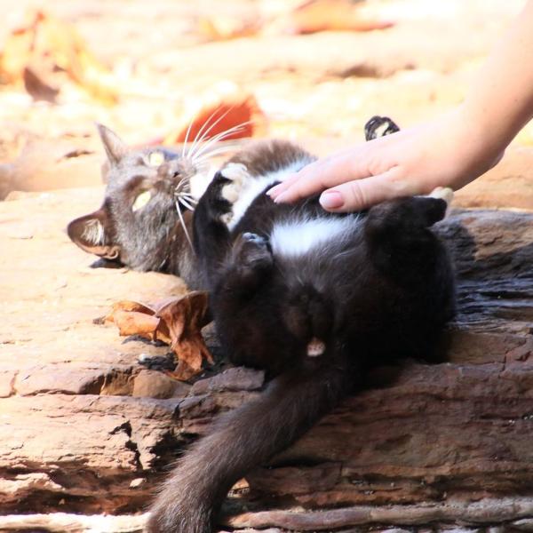 Кот доволен