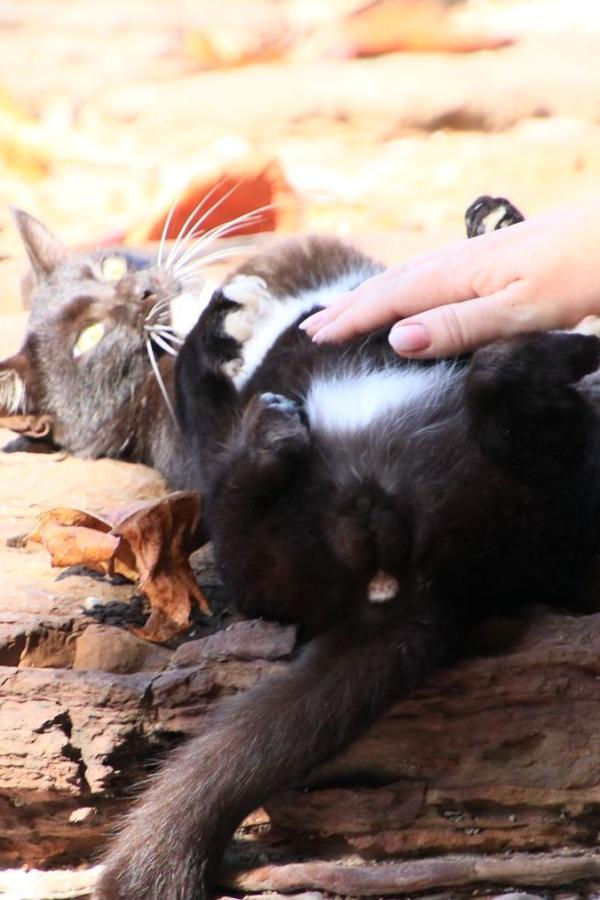Кот доволен