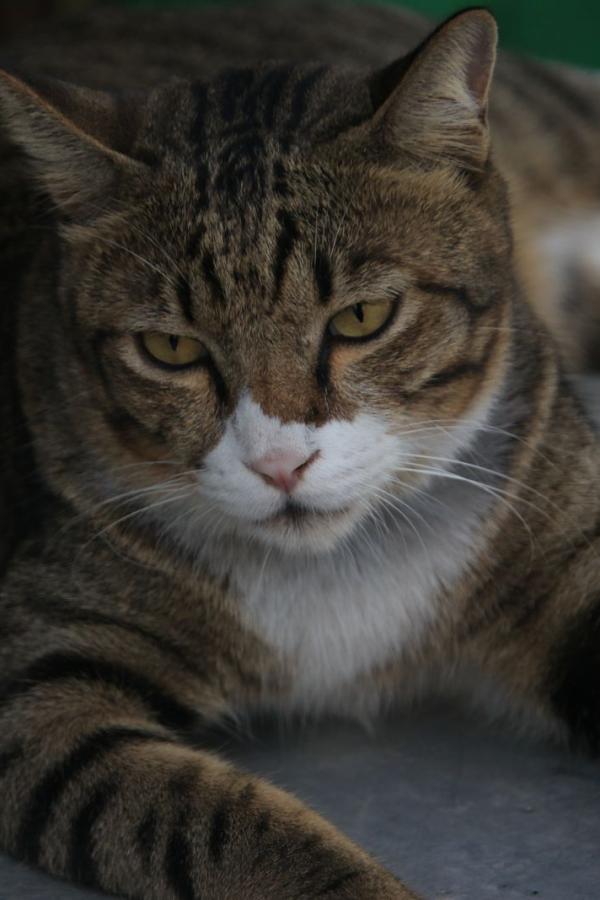 Котэ