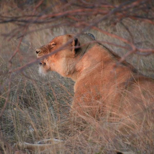 Lioness