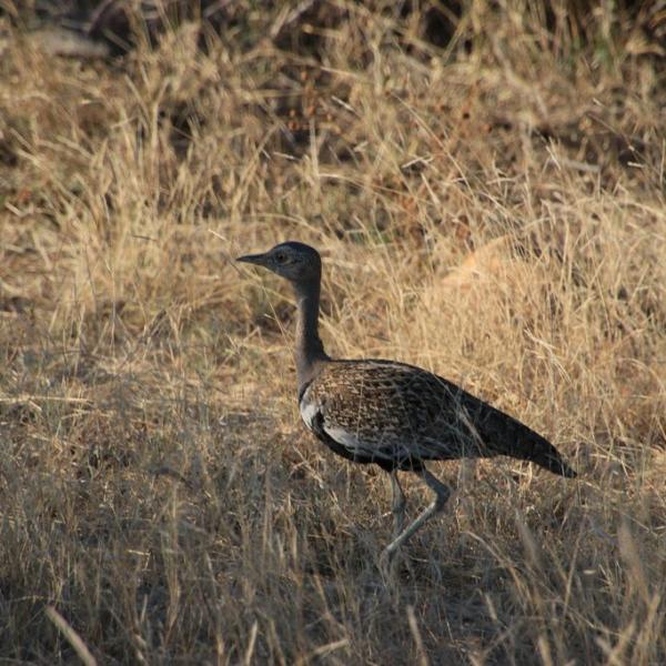 Suicide bird, как назвал ее гид