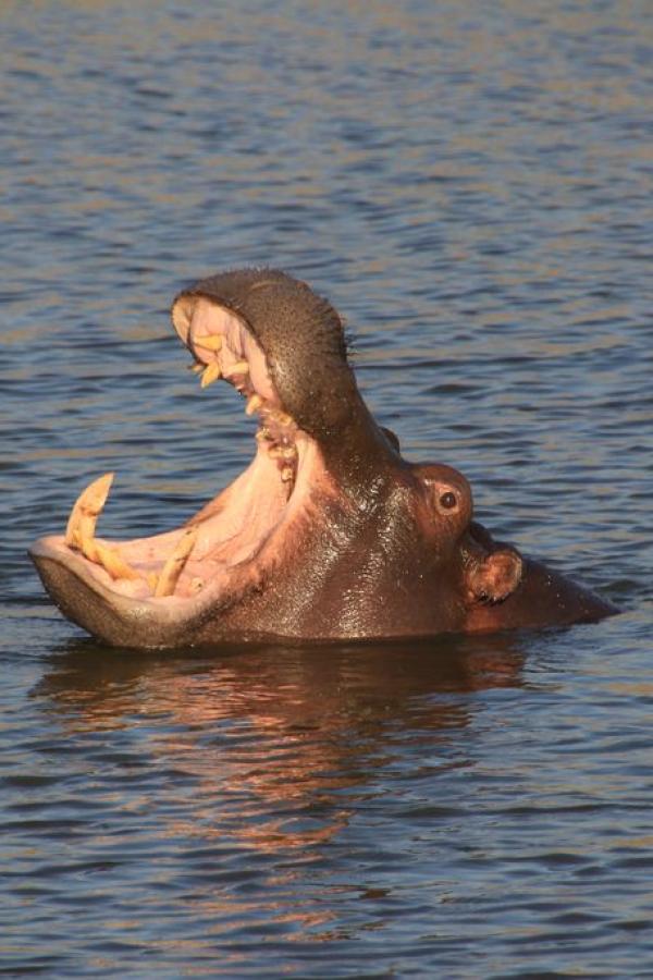 Happy hippo