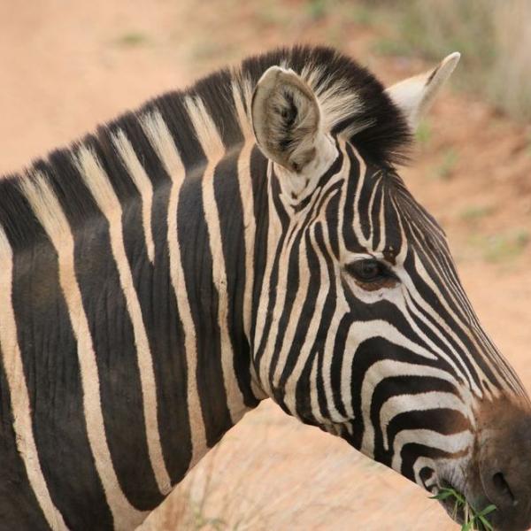 Zebra look