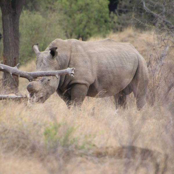 Wide rhino