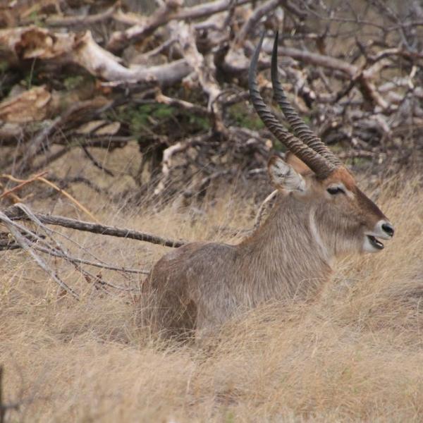 Waterbock