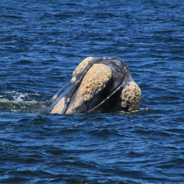 Southern right whales