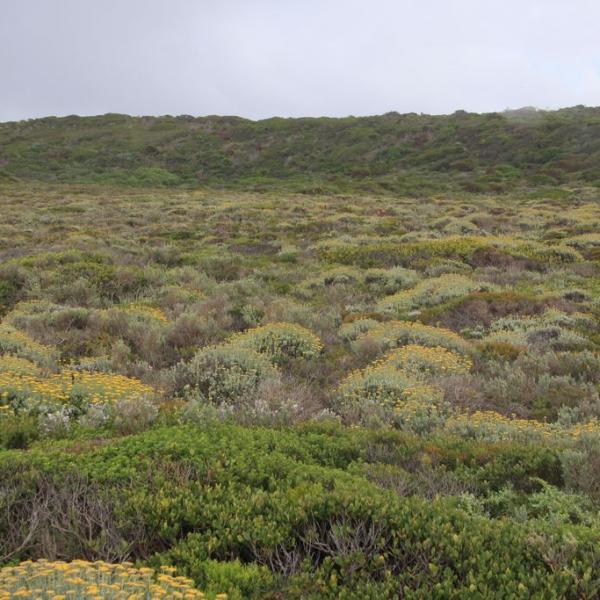 Fine bush