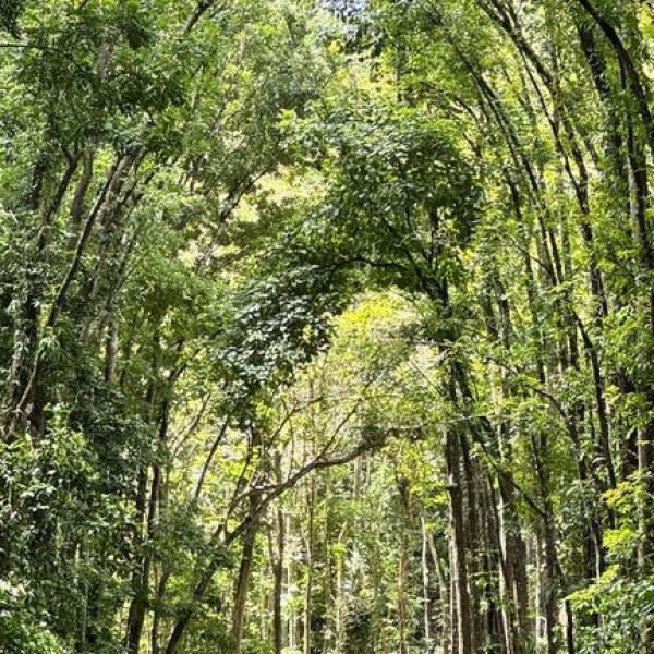Man-made forest