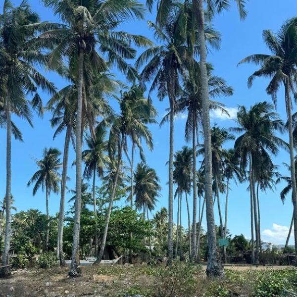 Nacpan beach