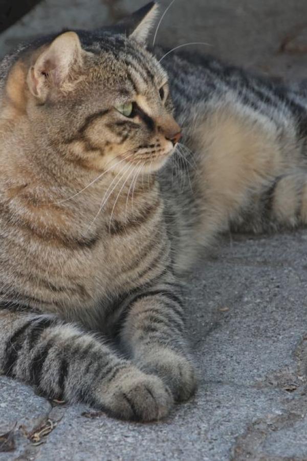 коты Каша