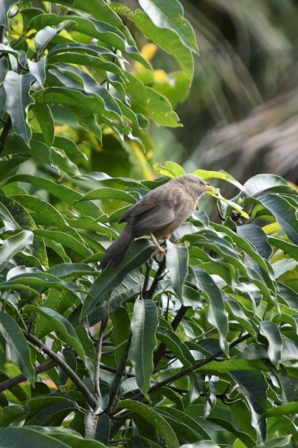 Jungle babbler